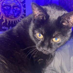 Meet your Posher, Ava